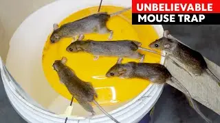 Best & Easy Mouse Trap Homemade - DIY Bucket Rat Trap - Mice Trap