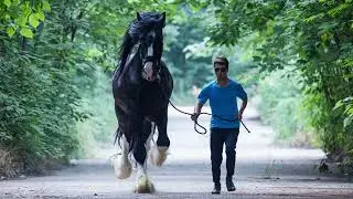 398  OMG big horse   Smart black horse