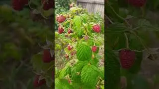 ЛУЧШЕЕ ДЛЯ МАЛИНЫ #интересно #мульча #огород #shorts