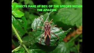 5 Facts About The Amazon Rainforest