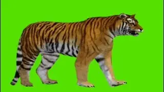 Green Screen of Tiger Actions