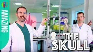 How Strong is Your Skull? | Operation Ouch