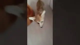 КРИНЖ