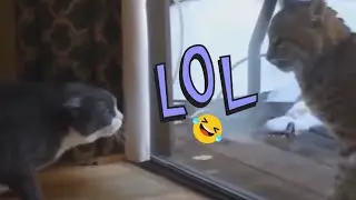 Funniest Animals, Funny Kittens 😅 New Funny Cats Videos 😸🐶