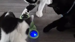 Watch kittens spin the Red light blue light 💙 ❤️