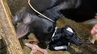 Нетель перед отёлом/Отёл/ Как раздоить первотёлку?/Первая дойка аппаратом/