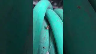 Backyard bug hunt - cobweb spiders