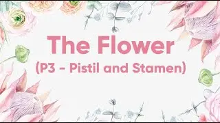 The Flower - Presentation 3 - Pistil and Stamen