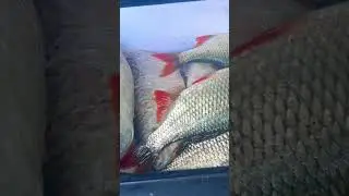 Наловил рыбы 👍🏼💪🏻 
