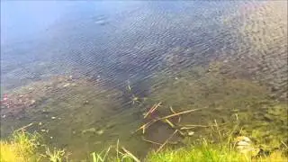 Fishing With Gary Yamamoto Senkos