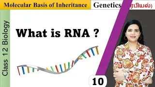 What is RNA | Differences between DNA and RNA