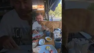 Коты на турецком завтраке 😹🤙😎