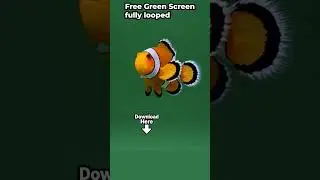 Clownfish Swimming – Free Green Screen Animation Loop
