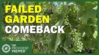 Lousy Garden Year? Don't Give Up! It's Time to Plant Our Fall Garden