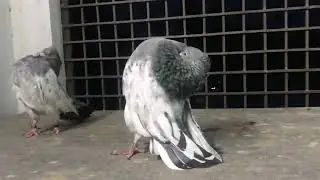 Chuital Z Spring Pigeons Peyar For Sell Post / @Sumon.Bappy.6M #pigeon