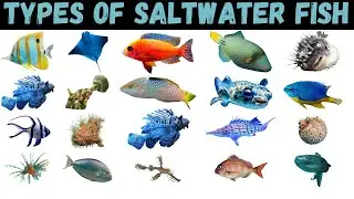 Types Of Saltwater Fish | Fish | Fishes For Kids #fish #education