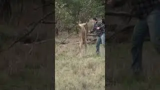 Man Rescues His Dog From Kangaroo