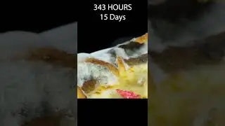 23 Days in 60 Seconds - Pizza Time Lapse - Rotting Time Lapse