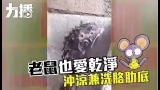 老鼠也愛乾淨
