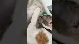 khoan dừng lại khoản 2s #pets #shorts #thucung #cats #cutecat