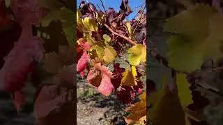 Fall at Bell Wine Cellars. A Yountville Winery in the Heart of Napa Valley.