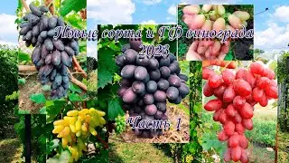 Новинки винограда селекция Калугина