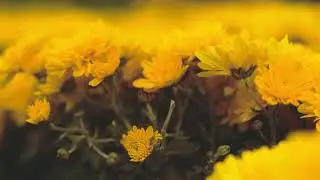Flowers Yellow !!