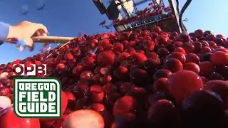 Oregon’s ‘Napa Valley’ Of Cranberry Farming | Oregon Field Guide from the OPB Archives