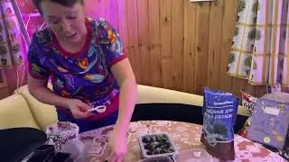 Дихондра, первая пересадка!