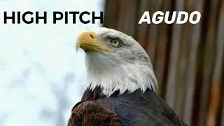 High and low pitch sounds. Examples Sonidos graves y agudos. Ejemplos