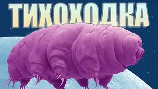 Что такое ТИХОХОДКА?