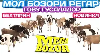 Мол бозор Регар Нархои гову гусаладор гови зоти бехтарин