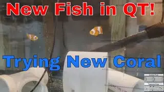 125 gallon reef tank update - 6 24 19