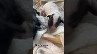 Oreo’s sweet puppies! Visit us at Cyndispoodles.com