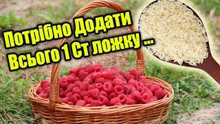 Малина Засипить Вас Ягодами з Ніг до Голови. Рецепт Перевірений Роками. Потрібно Додати Всього...