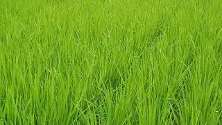 #rice #yellow #stem #borer