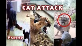 When You Mess With The Wrong CAT🔥FUNNY INSTANT KARMA🔥2018
