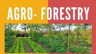 कृषी-वानिकी -Agro-Forestry (Money can be grown on 🌲 Trees)-पैसे पेड़ पर उगाओ -Ecology with Economy.