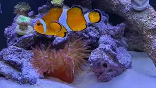 Anemone on the move!!! Plus new corals.
