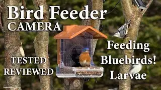 The Best Bird Feeders for Beginners who want to SEE the Birds, Camera Feeder by Wasserstein,