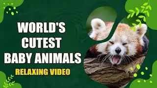 Baby Animals Baby 4K  Relaxing Music @Amusing.Antics @LittleLove666 @morgananimals