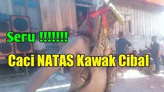 Sorotan 0.50 - 5.50 dari Caci NATAS KAWAK CIBAL