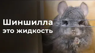 В НАСКОЛЬКО УЗКУЮ ЩЕЛЬ ПРОЛЕЗЕТ ШИНШИЛЛА?
