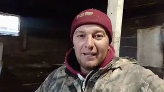 ‼️## Стимуляция Свиньи Гормональным препаратом Эстрофан ##‼️
