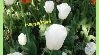 Поздравляю с 1 мая