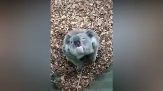 Коала Явно Чем То-Недовольна