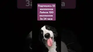добрый вечер собака 🐕‍🦺