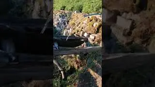 İşte ayı kaçıran bu nasıl bir icattır arkadaş ne elektrik ister ne motor