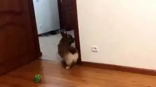 Корги играет в прятки (Corgi is playing hide-and-sick)