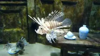 rare and strange lion fish, the price is fantastic #viral #fyp #tranding #fish #fishing #trending